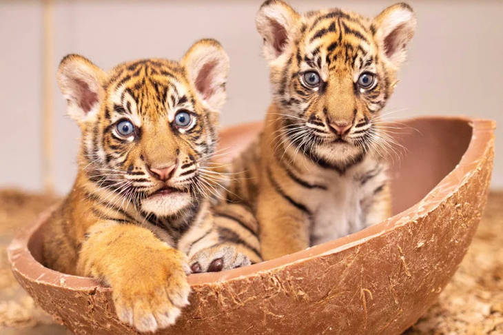 Barani dan Malu, 2 Bayi Harimau Sumatra Penjembatan Diplomasi Konservasi RI-AS