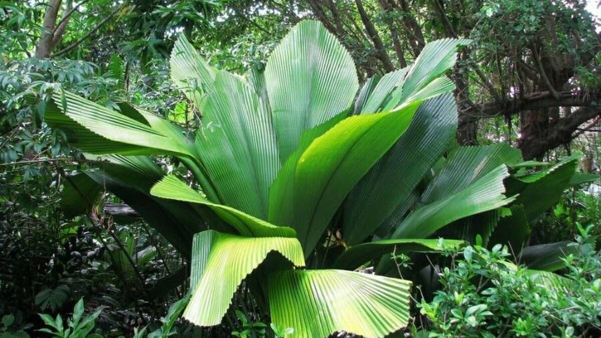 Daun Payung, Tanaman Khas Indonesia yang Kini Digunakan untuk Desain ...