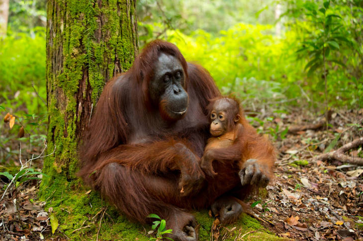 Gemas! Riset di Kalimantan Ungkap Induk Orang Utan Aktif Carikan Teman Main untuk Anaknya