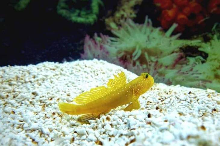 Ikan Jabing Kuning Berwajah Cemberut, Gaya Berenangnya Bikin Orang Gemas