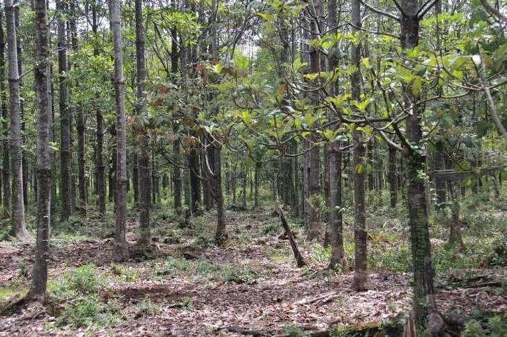 Lahan Bekas Karhutla Bukan Ladang Bisnis, Ini Deretan Pohon yang Bisa Memulihkan Hutan