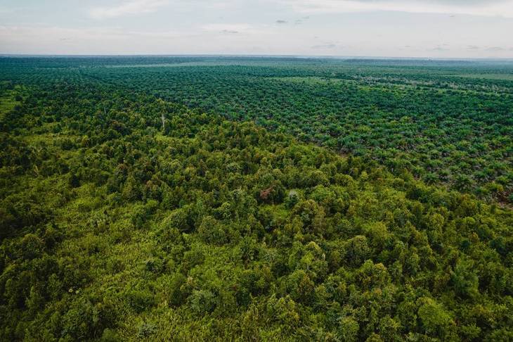 Lahan Gambut Tak Selalu Identik dengan Karhutla, Ini Sederet Potensinya untuk Karbon dan Kesehatan
