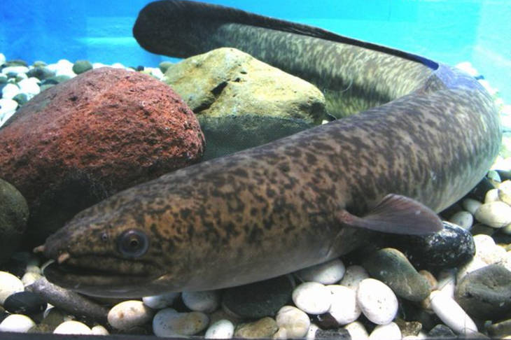 Legenda Ikan Moa di Bejo, Cerita Rakyat dari Sulawesi Selatan