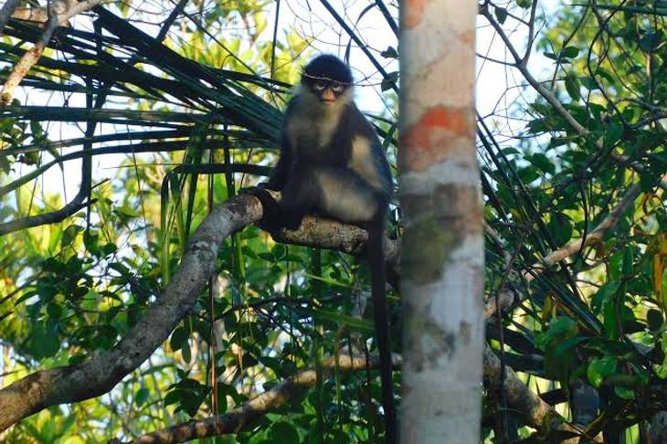 Monyet “Berkacamata” Ini Cuma Hidup di Natuna, Begini Uniknya Kekah Penghuni Hutan Bunguran