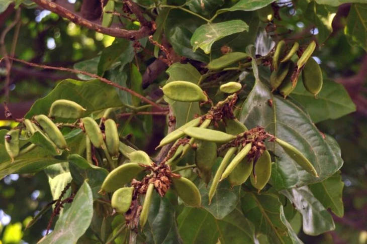Nyamplung dan Malapari, Dua Tanaman Lokal yang Berpotensi Gantikan Ketergantungan Biofuel pada Sawit