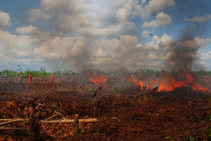 Sudah Semestinya Gambut Itu Lahan Basah