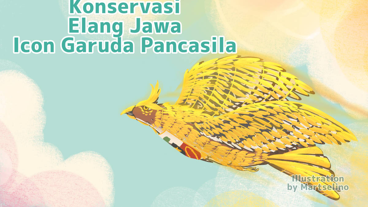 Terbaru !! Status Perkembangan Elang Jawa, Icon Garuda Indonesia