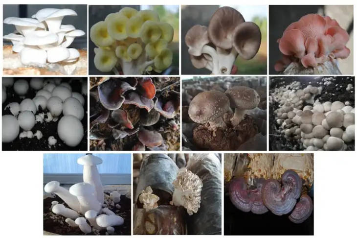 Ternyata Cuma 10 Persen Jamur Dunia yang Bisa Dimakan, Indonesia Punya Peluang Besar