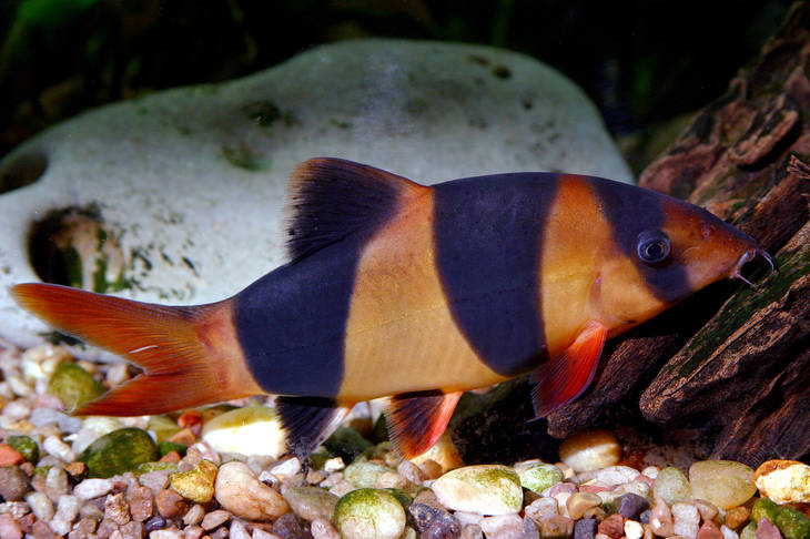 Wow! 1.300 Spesies Ikan Air Tawar Ada di Indonesia, Potensi Besar untuk Industri
