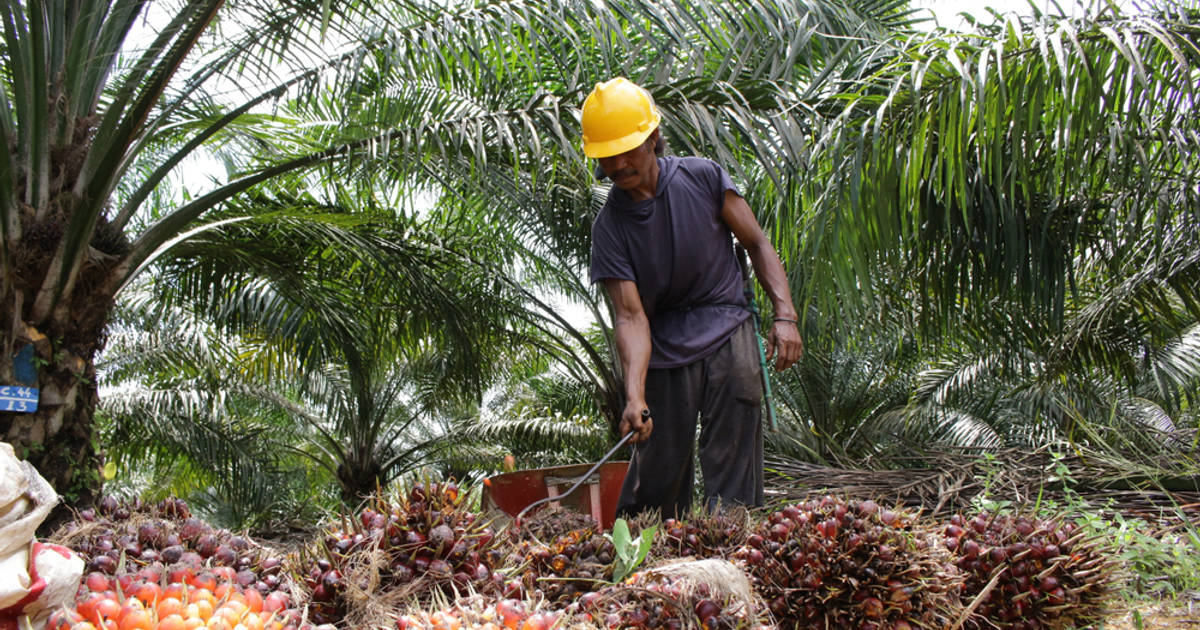 Apa Penyebab Kelangkaan Minyak Goreng di Indonesia?