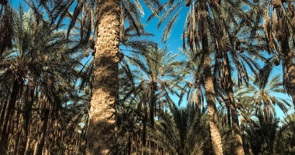 10 Provinsi Penghasil Kelapa Sawit Terbesar di Indonesia 2021