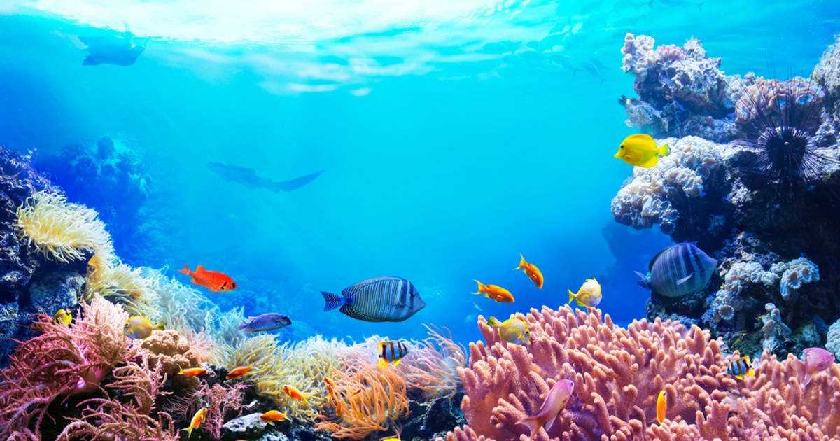 10 Negara dengan Megabiodiversitas Terbesar di Dunia