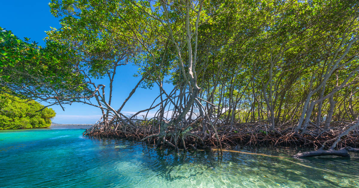 Papua Miliki Ekosistem Mangrove Terluas di Indonesia
