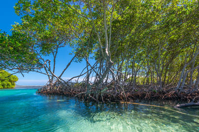 Papua Miliki Ekosistem Mangrove Terluas di Indonesia