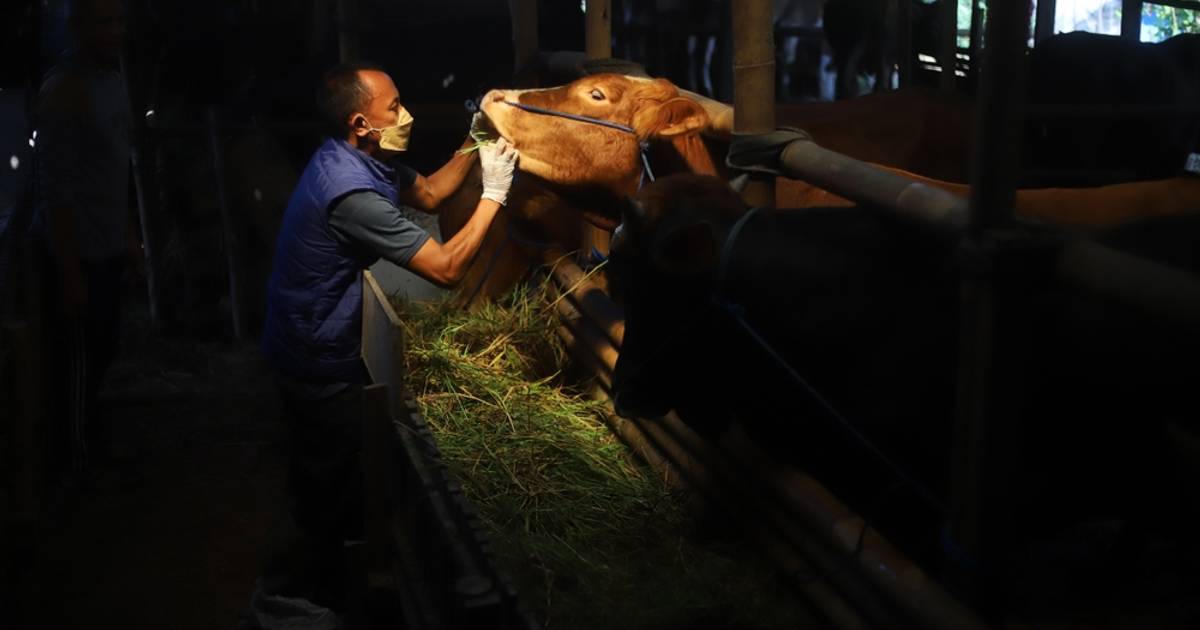 Persiapan Pemerintah Hadapi Wabah PMK pada Ternak Jelang Idul Adha