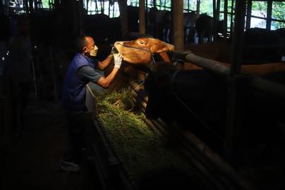 Persiapan Pemerintah Hadapi Wabah PMK pada Ternak Jelang Idul Adha