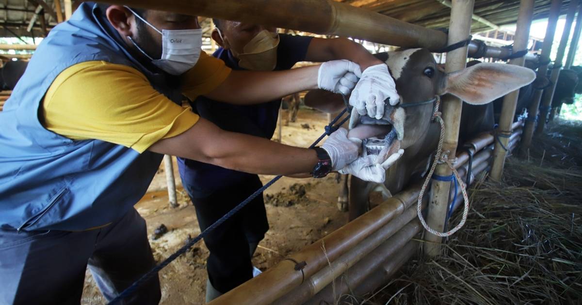 Melihat Statistik Wabah PMK di Indonesia Hingga Awal Juli