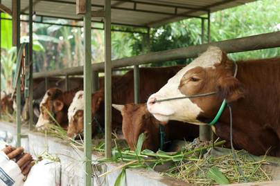 10 Provinsi dengan Populasi Sapi Potong Terbanyak 2021
