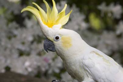 Indonesia Hadapi Ancaman Kepunahan Burung Tertinggi Di Dunia