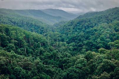 Daftar Negara dengan Wilayah Hutan Terluas di Dunia