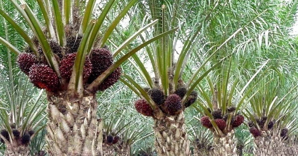 Jajaran Korporasi Dengan Lahan Sawit hingga Penerima Pelepasan Kawasan Hutan Terbanyak 2022