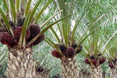 Jajaran Korporasi Dengan Lahan Sawit hingga Penerima Pelepasan Kawasan Hutan Terbanyak 2022
