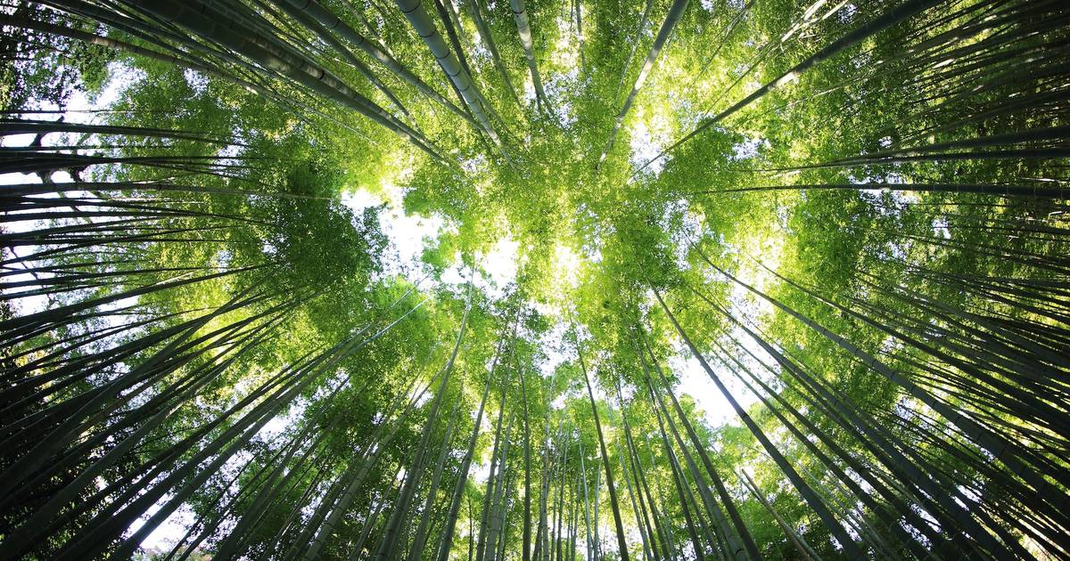 Melihat Lebih Jelas Permasalahan Hutan dan Dampaknya di Indonesia