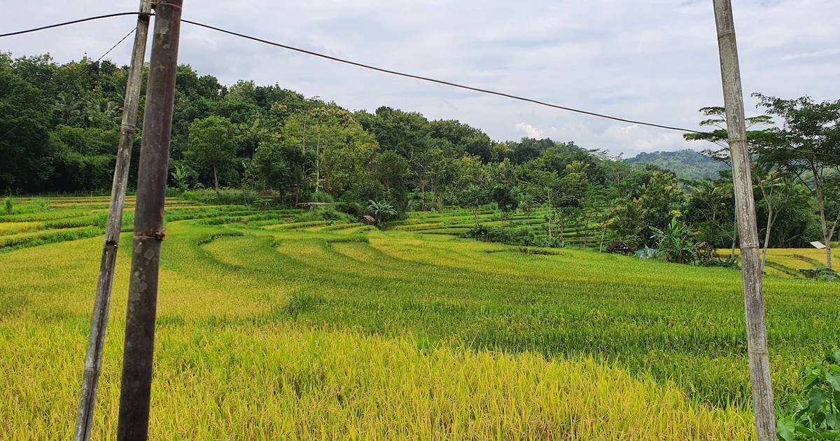 Luas Panen Padi Indonesia di Tahun 2022 Capai 10,6 Juta Hektare