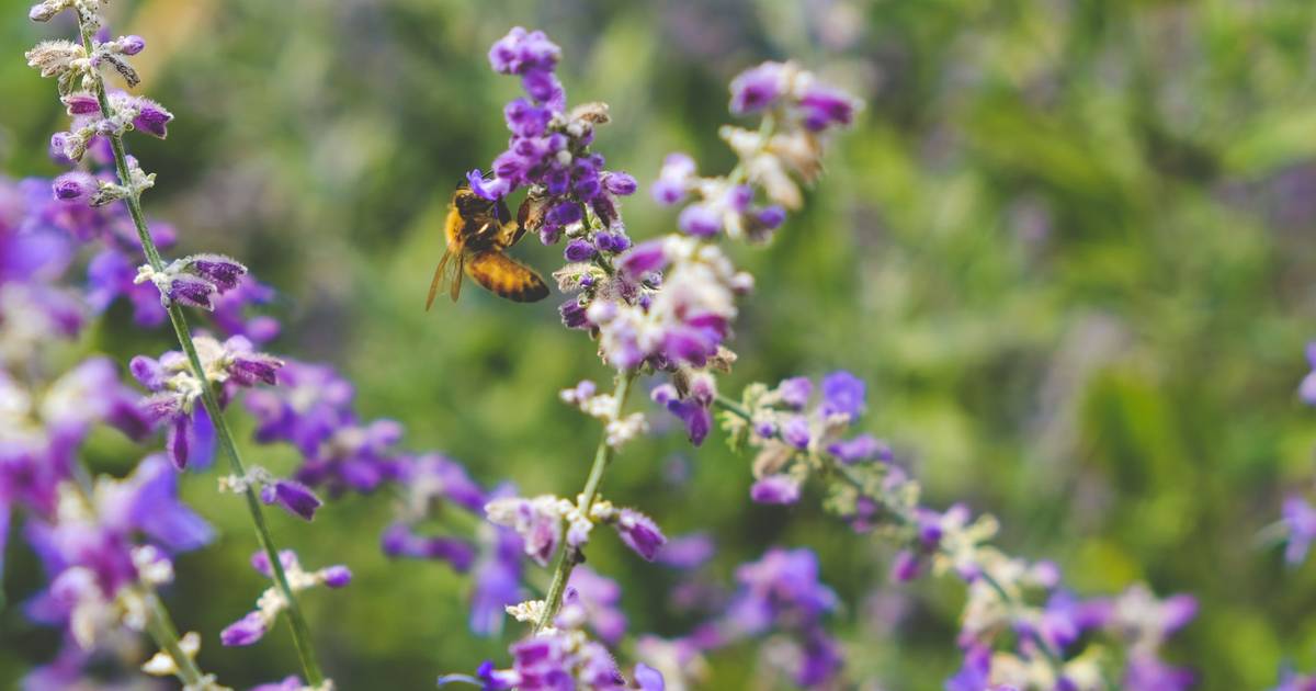 Meneropong Biodiversitas Dunia Hingga Ancaman Kepunahannya