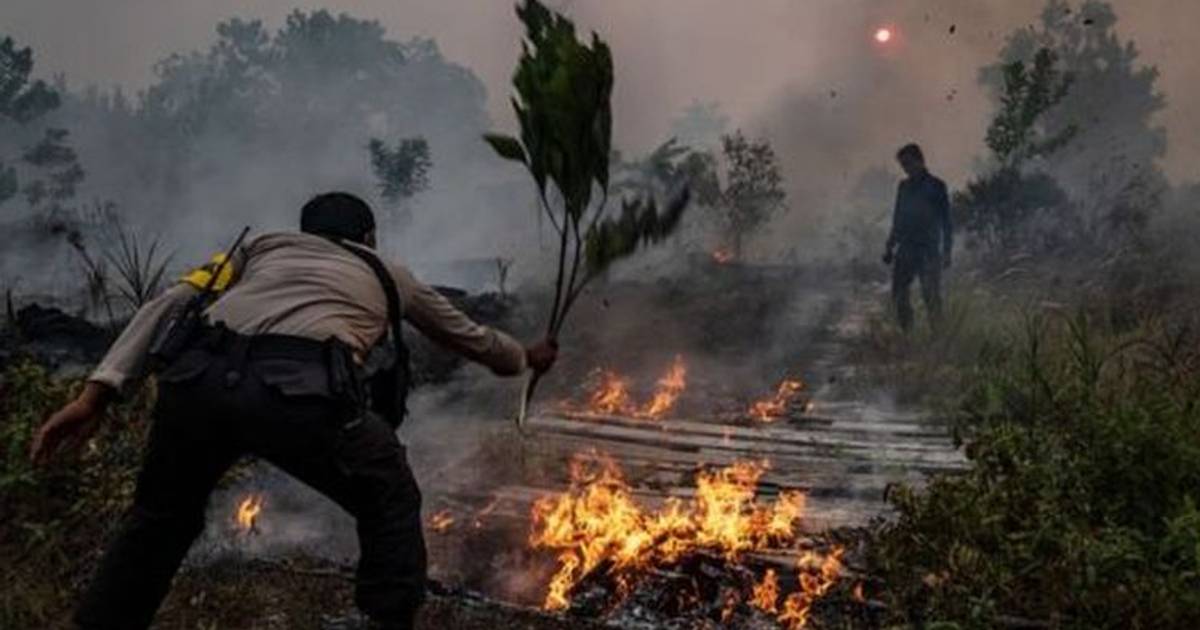 Luas Kebakaran Hutan dan Lahan di Indonesia Kembali Menurun pada Tahun 2022