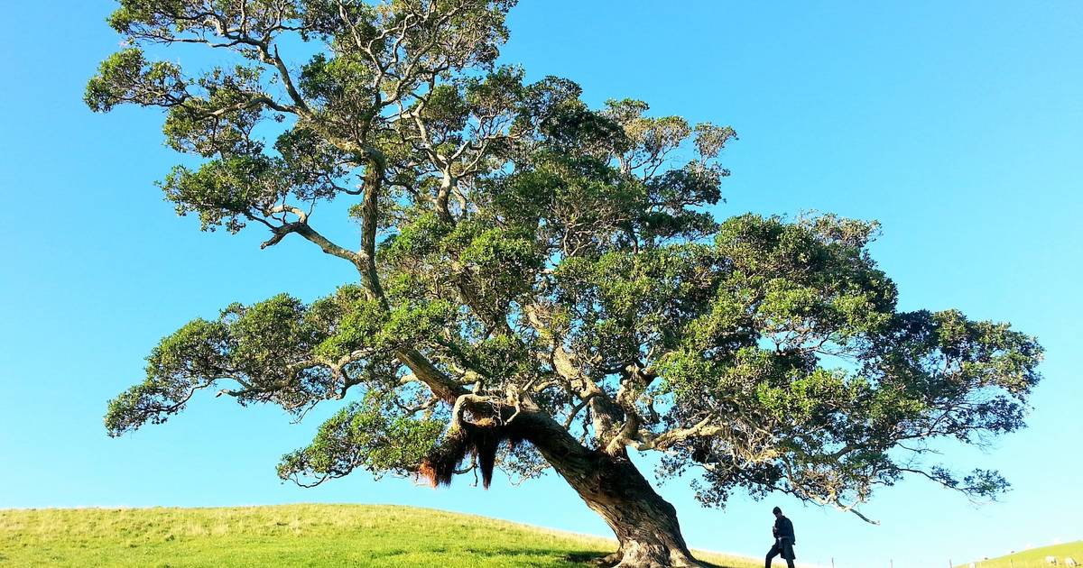 10 Pohon dengan Penyerapan Karbon Tertinggi