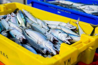Orang Desa Lebih Suka Makan Ikan Ketimbang Orang Kota
