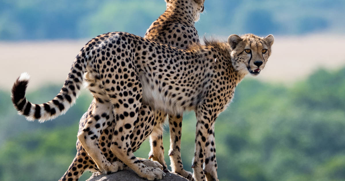 Ini Deretan Hewan Tercepat di Dunia, Cheetah Nomor Empat