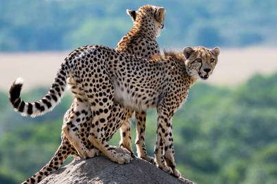 Ini Deretan Hewan Tercepat di Dunia, Cheetah Nomor Empat