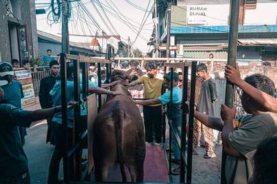 Populasi Sapi Potong Di Indonesia Tahun 2022, Provinsi Mana Yang Paling Banyak?