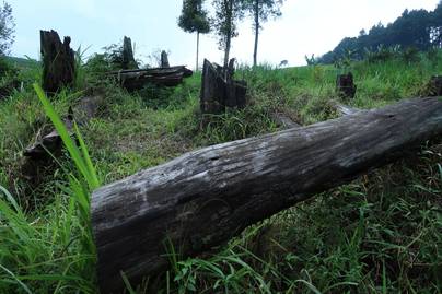 Laju Deforestasi Indonesia dalam 7 Tahun Terakhir, Menurun?