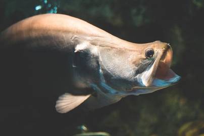 8 Spesies Ikan yang Terancam Punah di Indonesia