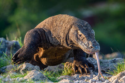 Populasi Hewan Komodo Terus Mengalami Peningkatan Tiap Tahunnya