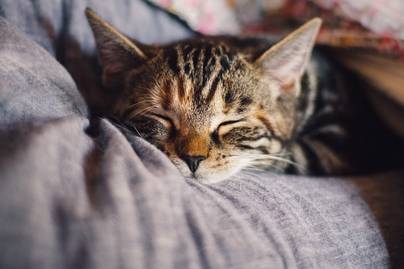 Ini Dia 10 Negara dengan Jumlah Populasi Kucing Peliharaan Terbanyak!