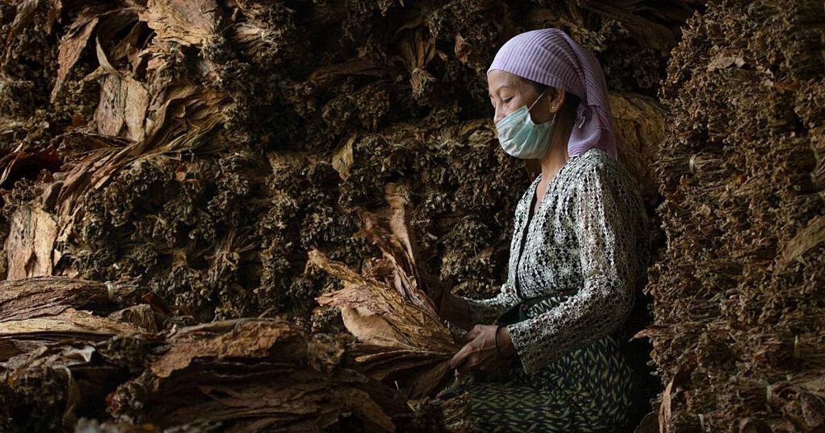 Penerimaan Cukai Hasil Tembakau Rp163 T per Akhir Oktober 2023, Diprediksi Tak Capai Target