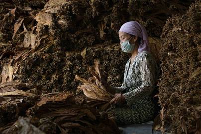 Penerimaan Cukai Hasil Tembakau Rp163 T per Akhir Oktober 2023, Diprediksi Tak Capai Target