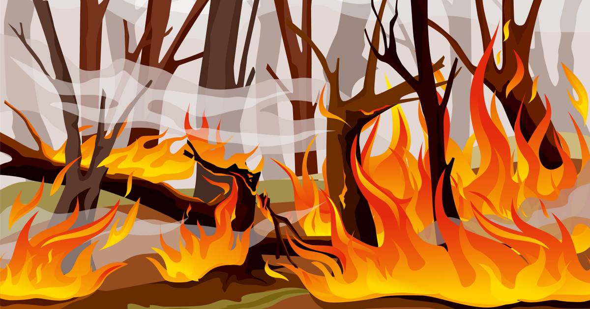5 Kebakaran Hutan Paling Mematikan Sepanjang Sejarah