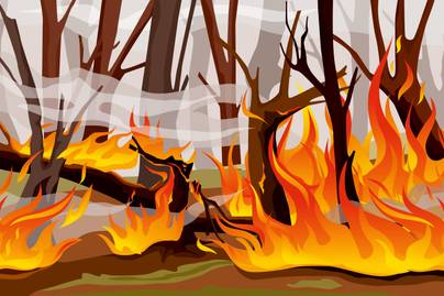5 Kebakaran Hutan Paling Mematikan Sepanjang Sejarah
