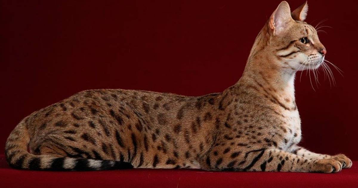 10 Ras Kucing Termahal di Dunia, Ada Peliharaanmu?