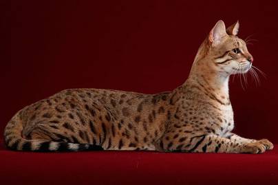 10 Ras Kucing Termahal di Dunia, Ada Peliharaanmu?