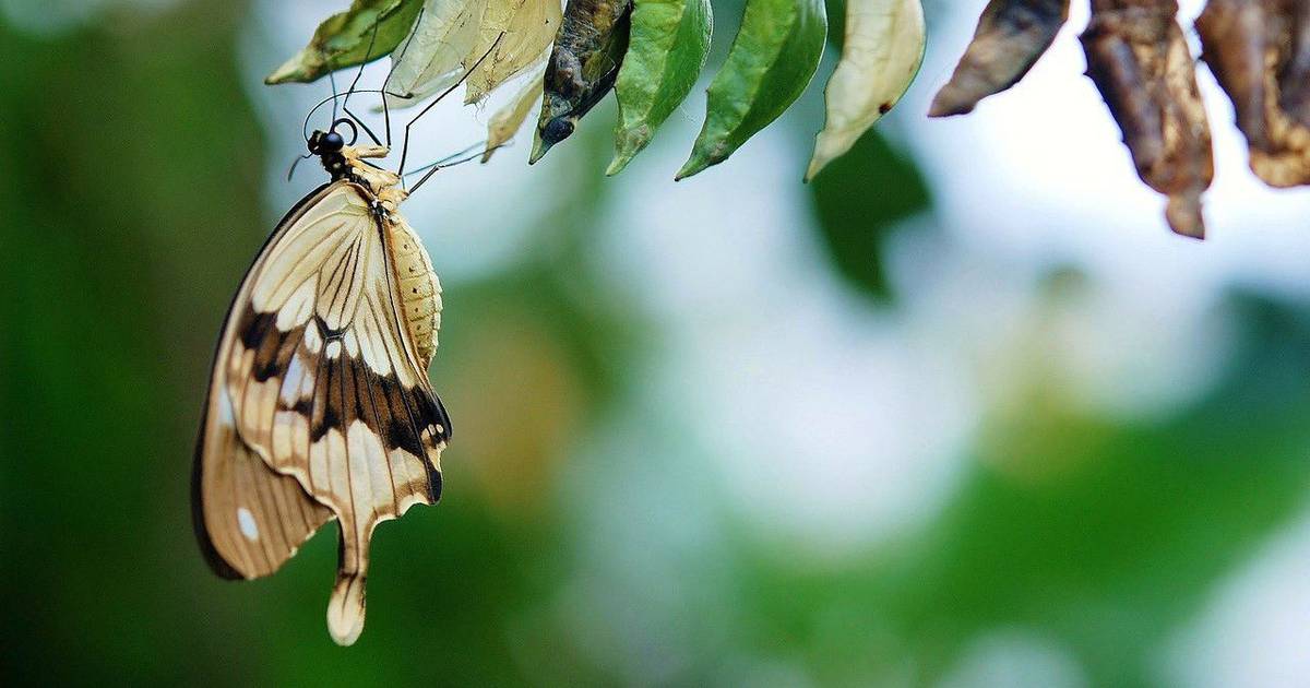 Pecinta Serangga Merapat! Inilah Daftar Serangga Terbesar di Dunia
