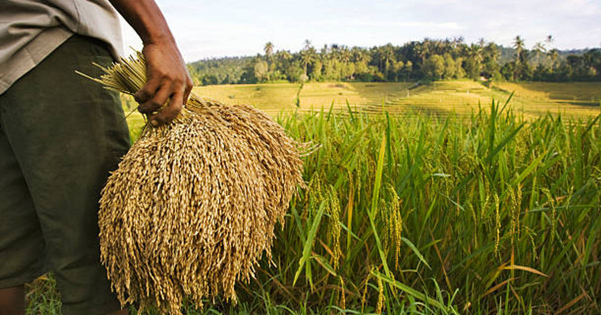 Menjawab Kerentanan Pangan dengan Urban Farming