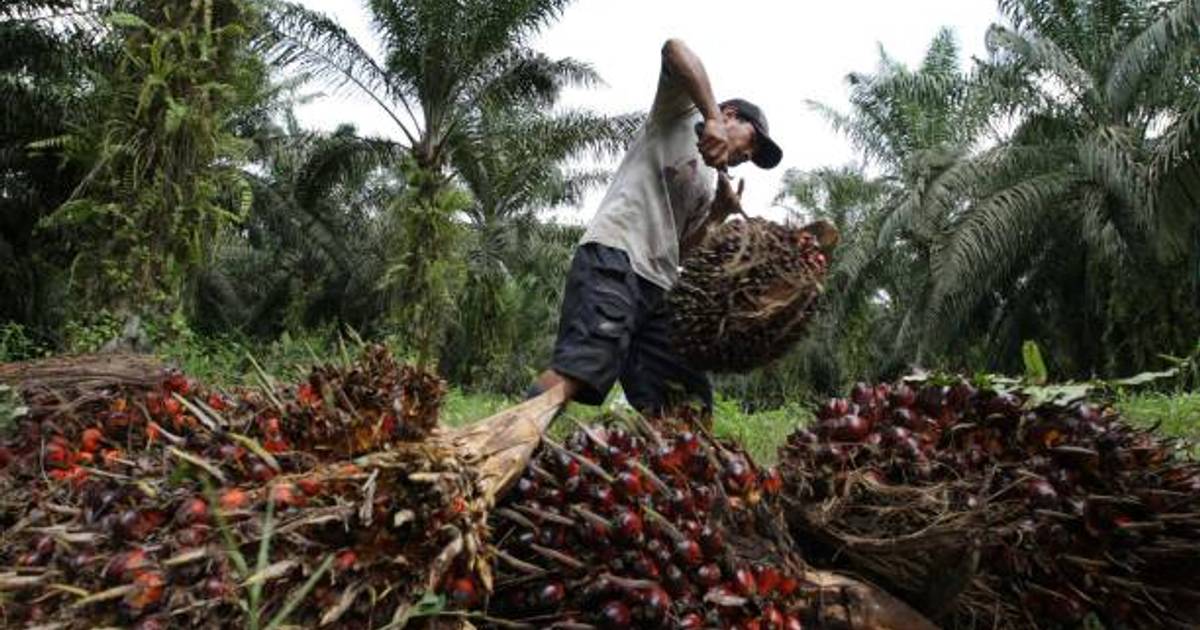 Tren Ekspor Komoditas Primadona Minyak Kelapa Sawit