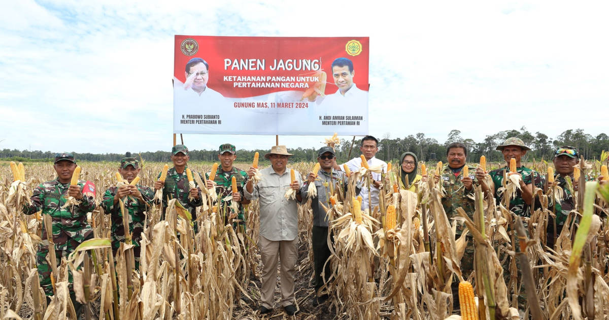 Jadi Salah Satu Andalan Food Estate, Berapa Banyak Panen Jagung Indonesia?