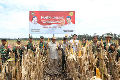 Jadi Salah Satu Andalan Food Estate, Berapa Banyak Panen Jagung Indonesia?